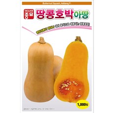 아시아종묘 씨앗 호박 땅콩호박아땅 10립, 1개
