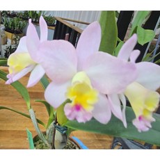 [루반정원] (일본수입 카틀레야)C.Fairy LandAnn (핑크), 1개