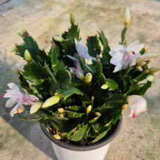 게발선인장 가재발선인장 중품 흰색 화이트 계열 꽃피는 선인장 다육 식물, 1개