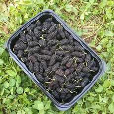 보성농수산 오디 2kg (1kgx2팩) 달고 맛있어요 생과 오디 급냉, 1kg, 3개