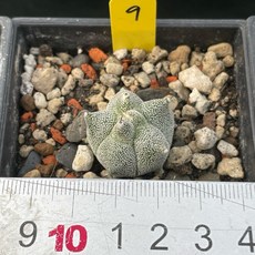 G.L.魔仙園 角疣巒鳳玉 多肉植物, 1個, 09