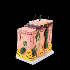 해부학 모형 교육용 피부과 조직 단면 사람 인체 구조, 50배 피부 배율 24x23x11cm, 1개