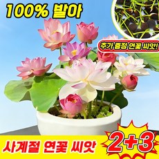 [재구매율 높음] 수경재배 미니 연꽃 씨앗 관상용 수경 재배 연꽃 씨앗 수련 연꽃씨앗 미니 그릇 행운 수반 연꽃 씨앗 혼합 색상 수경식물 실내식물 50알 TENFOC, 5개