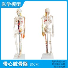 해부학 인체 해골 골격 모형 전신 관절 두개골 인대, 1세트, F.85cm 해골(심혈관 포함)