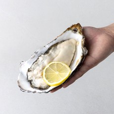 [건강한농부] 국내산 통영 삼배체 굴, 1개, 삼배체 굴 1kg