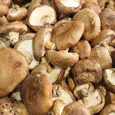 산지직송 무농약 생표고버섯 못난이1kg 2kg 5kg. 못난이10kg 대용량표고버섯 급식용 식당용 건조용 가루용 양 많은 표고버섯, 생표고 가정용 못난이2kg, 1개