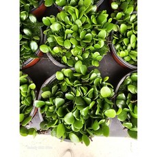 1+1 콩짜개란 콩짜개난 콩짜개 소품 반려식물 식물학박사, 1개, 기본