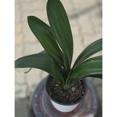 군자란 꽃이 피는 반려식물 공기정화 플랜테리어 중품, 1개, 기본