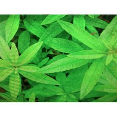 純精油花香系列 新香草精油 1KG 新鋁罐分裝, 1個