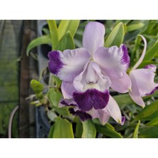 [신라난농원]카틀레야C.Cariad's Mini Quinee Angel Kiss.카틀레야 카리아드의 미니퀴니 엔젤키스.보라색에 더 진한보라색립.꽃대없음.필독뒷사진참고., 1개