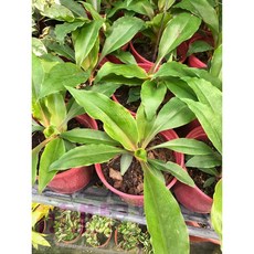 花花世界 襯景植物 金柄草 橙柄草 火焰吊蘭 安蔓吊蘭 玉如意 5吋盆 10-20cm, 1個
