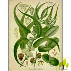 유칼립투스 (Eucalyptus F.O)프래그런스오일, 10ml, 1개