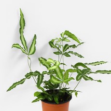 마이플랜트 푸테리스 알보 고사리 소형 관엽식물, 1개, 단일, 1개