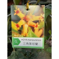 SRQ Hoyas 三角葉毬蘭 4吋盆栽, 1個