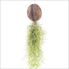 들꽃향기 공중식물 에어플랜트 틸란드시아 인테리어 공기정화 화분식물, 코코넛 수염틸란, 1개