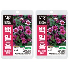 모칸도 좋은씨앗 백일홍 씨앗 체리바이칼라 10립 꽃씨 꽃씨앗, 2개