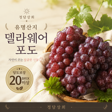 [당도보장] 초고당도 씨없는 델라웨어 포도, 1개, 200g 1팩