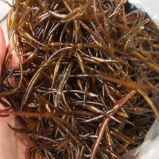 전복마을 자연산 생톳2kg, 단품