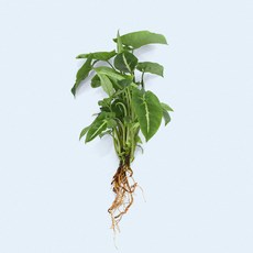 마이플랜트 싱고니움 세척 모종 소형 수경재배식물, 1개