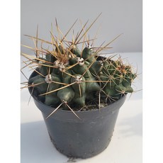 [가람다육] 사자두 선인장, 1개, 사자두2두-2