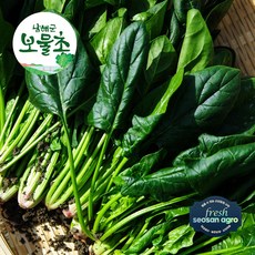 [프레시서산아그로]국내산 보물초 남해 노지 시금치 1kg, 1박스