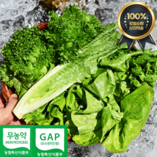 [달달하지] 친환경 무농약 유러피안샐러드 유럽채소 1KG 버터헤드 로메인, 1박스