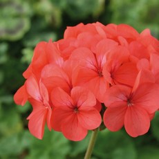 제라늄 호라이즌시리즈 코랄스파이스 5립 꽃씨, 1개