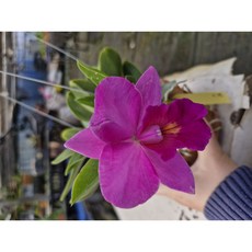 [신라난농원]카틀레야.연.꽃피웠던상품.진핑크색.꽃화형이 중간형.꽃예쁨.고급종.은은한향.(아주좋은향).인기상품.꽃대없음.필독뒷사진참고., 1개