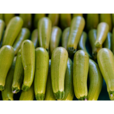 [신일농산] 국내산 쥬키니 10kg, 1박스, 10kg (상)