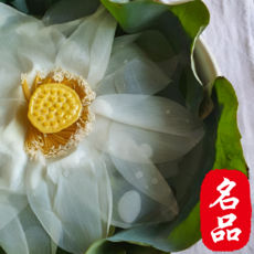 [25년수확] 사이즈세종류 특상품 산지직송 백련 연꽃차, 1세트, 5개입, 55g