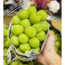 霏霏園藝 麝香葡萄陽光玫瑰高壓苗, 1個, 四寸半 有竹子