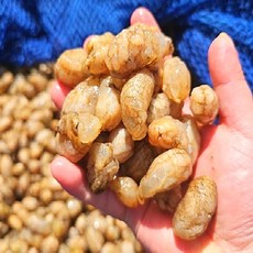 산지직송 국산 생물 오만둥이, 1개, 5kg