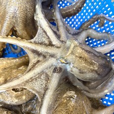 주꾸미 태안 활 생물 쭈꾸미 급냉 주꾸미 절단 주꾸미 냉동 주꾸미, 1박스, 절단 주꾸미 1.8kg