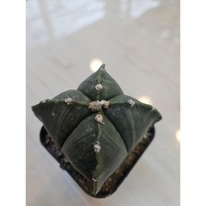 팅커벨 난봉옥4각(소), 1개