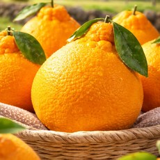 [당도보장]허니삼구 고당도 새콤달콤 제주 한라봉 3KG 5KG, 1박스, 가정용5kg내외(18-23과)