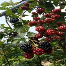 전북 정읍 냉동 블랙베리 상품 특품 1kg 2.5kg 5kg 10kg, 1개, 특품 1kg/트레이포장