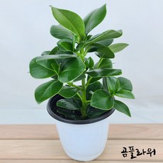 곰플라워 크루시아 중품 쿠루시아, 1개, 그린