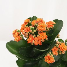 카랑코에 칼란디바 칼란코에 칼랑코에 다육식물 꽃키우기 꽃모종 대성식물, 1개