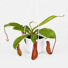 갑조네 네펜데스(소품), 4개