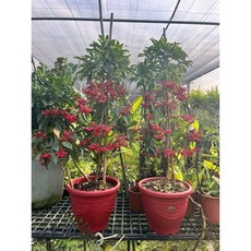 霏霏園藝 萬量樹盆栽 居家擺飾 觀賞植栽