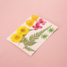 手作書籤乾燥花透明小瓶子 植物標本 幼兒園DIY創意書籤 不凋花, 壓花材料包/黃色/10朵