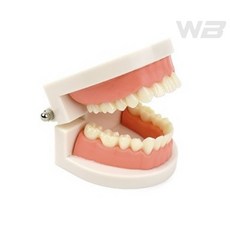 와볼샵 치아잇몸 모형 교육용 180도벌어지는 진짜같은