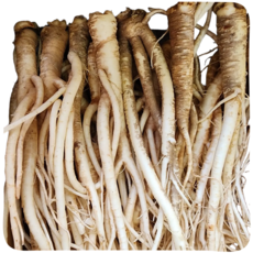 생도라지 국산 약도라지 흙약도라지 3년근 영주 봉화 26년, 흙도라지, 흙약도라지-상품, 1개, 흙약도라지-상품 1kg