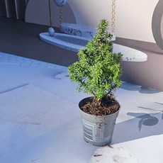 이삭 모종 스피츠베르겐 향나무 (주니퍼) - 추위에 강한 사계절 푸른 미니 침엽수, 1개