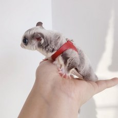 햄스터 목줄 산책줄 하네스 골든 기니피그 슈가글라이더, 레드