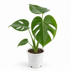 갑조네 몬스테라 중품 몬스테라 생화 몬스테라 화분 30~50cm, 1개, 그린계열
