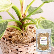 SKFARM 풍란 호접란 토피어리용 4A 뉴질랜드 수태 20g, 2개