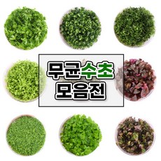 싱싱한 무균수초 조직배양 전경 후경 중경 초보자 추천 수초 구피 베타 수초항, 암브리아, 1개