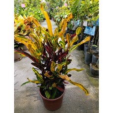 彩鑽變葉木積木玩具，激發創意，安全無毒，定價150元, 1個, Multicolor