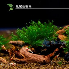 AC草影 美國鳳尾苔樹根 水草造景 魚缸裝飾, 1個